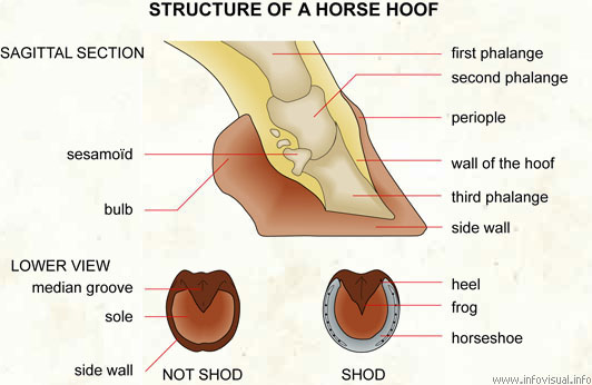Structure of a horse hoof  (Visual Dictionary)